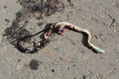 Drymarchon melanurus melanurus