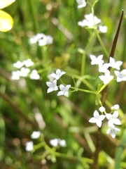 Galium uliginosum