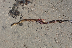 Drymarchon melanurus melanurus