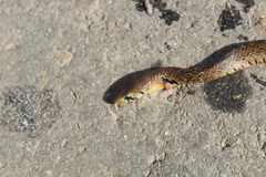 Drymarchon melanurus melanurus