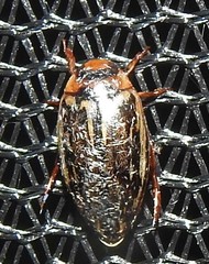 Coptotomus longulus lenticus