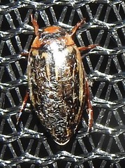 Coptotomus longulus lenticus