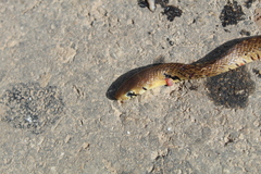 Drymarchon melanurus melanurus