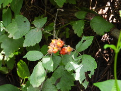 Idaeobatus