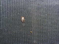 Coptotomus longulus lenticus