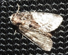 Chytonix
