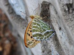 Argynnis zenobia