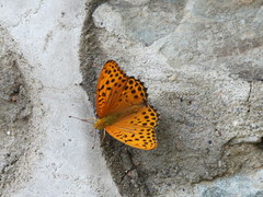 Argynnis zenobia