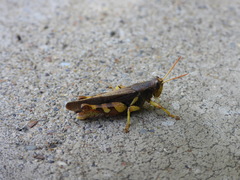 Xenocatantops brachycerus