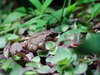 Kollimalai Bush Frog - Photo (c) Ekadh Ranganathan, some rights reserved (CC BY-NC), uploaded by Ekadh Ranganathan
