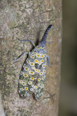 Pyrops oculatus