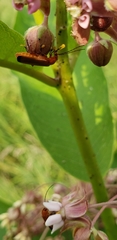 Rhagonycha fulva