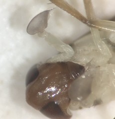 Palmacorixa gillettei