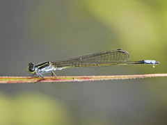 Pseudagrion bernardi