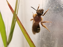 Lasioglossum laevigatum