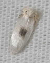 Pseudopostega quadristrigella