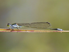 Pseudagrion bernardi