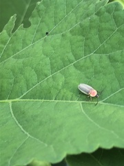 Photinus marginellus