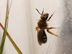 Lasioglossum laevigatum