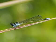 Pseudagrion bernardi