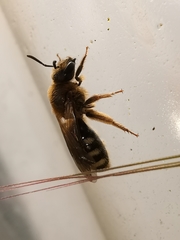 Lasioglossum laevigatum