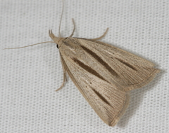 Macrochilo bivittata