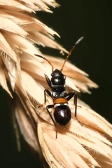 Raglius confusus