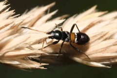 Raglius confusus