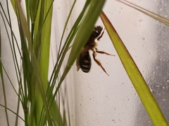 Lasioglossum laevigatum