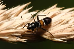 Raglius confusus