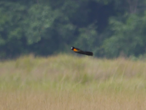 Marsh Widowbird (Euplectes hartlaubi), photo 4