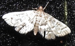 Anageshna