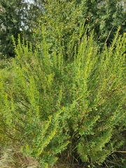 Chamaecytisus ruthenicus