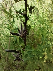 Chamaecytisus ruthenicus