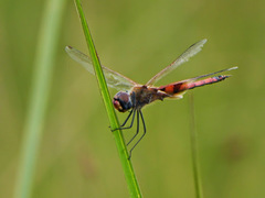 Tramea basilaris