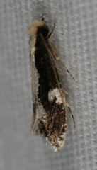 Monopis dorsistrigella