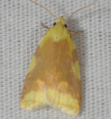 Cenopis niveana
