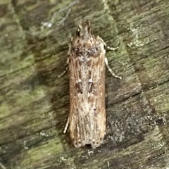 Prostomeus brunneus