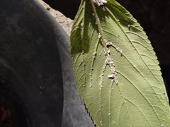 Praelongorthezia praelonga