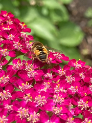 Eristalis arbustorum
