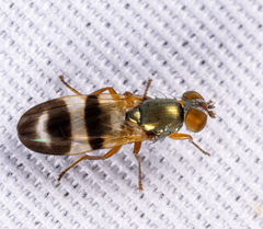 Chaetopsis fulvifrons