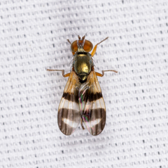 Chaetopsis fulvifrons
