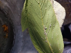 Praelongorthezia praelonga