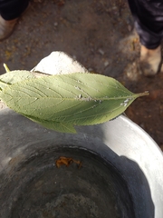 Praelongorthezia praelonga