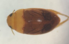 Suphisellus semipunctatus