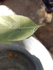 Praelongorthezia praelonga