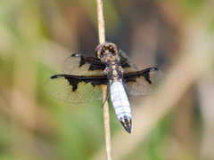 Palpopleura albifrons