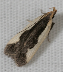 Dichomeris setosella
