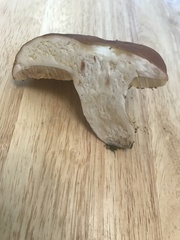 Boletus separans