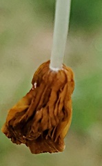 Conocybe deliquescens
